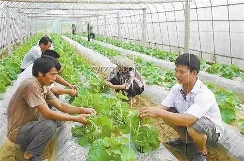 浙江蛇村：百万蛇群的跨界养殖创新实践